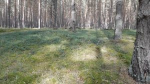 Как найти можжевельник в лесу.