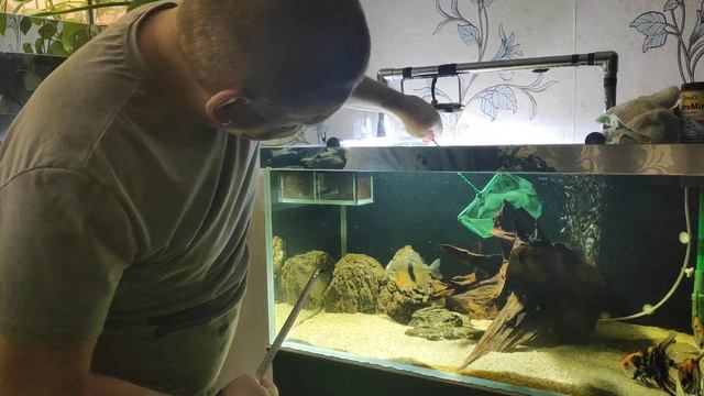 Милеус Ламакс 2 в большой аквариум. смотреть онлайн