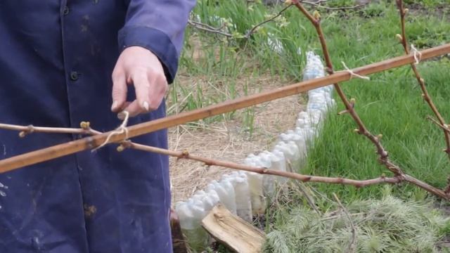 Как ухаживать за виноградом после зимовки? Первая весенняя подкормка смотреть онлайн
