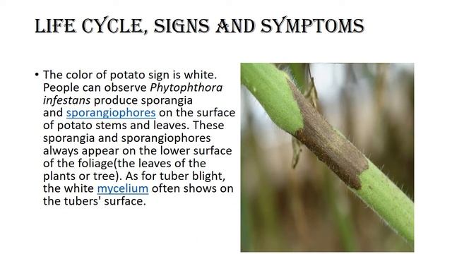 Phytophthora infestans late blight смотреть онлайн