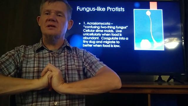 Chapter 16, part 8 protozoans смотреть онлайн