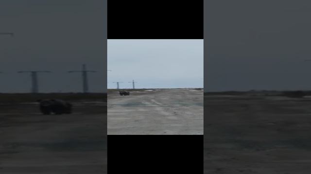 Это Россия детка