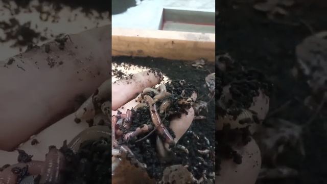 К рыбалке готовы, червь,коконы смотреть онлайн