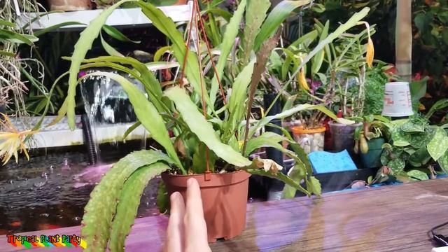 Golden Orchid Cactus! || Disocactus Macranthus смотреть онлайн