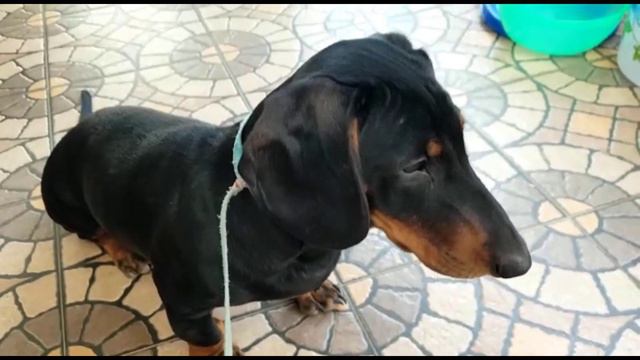 dashund breed dog for sale || 8919495686 || in Telugu || смотреть онлайн