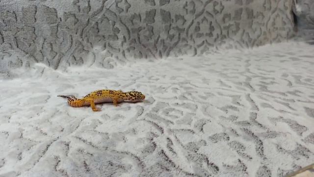 Кормим ящериц (Бородатые агамы и эублефары) \ Lizards feeding (Bearded dragons and Leopard geckos) смотреть онлайн