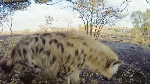The Lost Footage | The Lion Whisperer смотреть онлайн