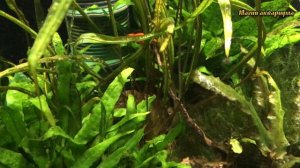 Водоросли в аквариуме | Запуск аквариума | Необычный запуск аквариума (#65)