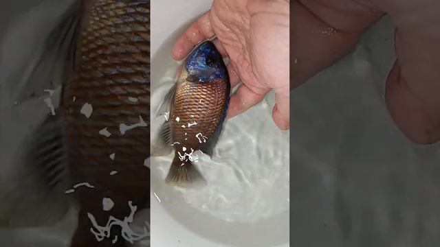 Копадихромис каданго, самец смотреть онлайн