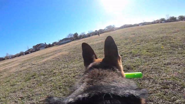 Dog Takes Control Of GoPro смотреть онлайн