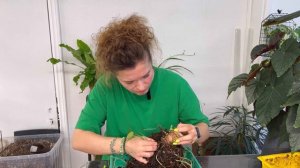 Алоказия Кукулата: сажаем малыша и снимаем клубни