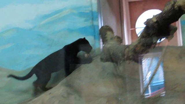 Маленький ягуар смотреть онлайн