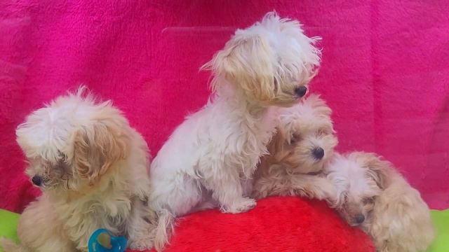Собачий Рынок в Одессе. Староконный Рынок. Породы Собак и Котов. Рынок Животных смотреть онлайн