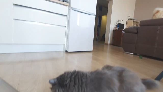 Самодельные игрушки для кота Рыси от шпица Баси! смотреть онлайн