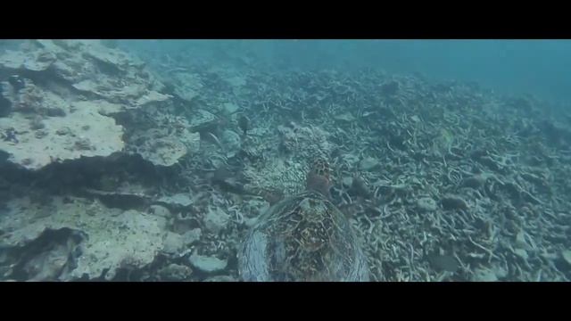 The Blue Bay marine park, Mauritius смотреть онлайн