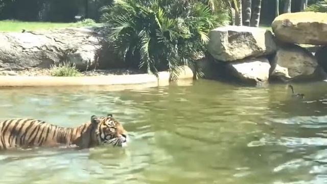 Утка троллит тигра в австралийском зоопарке смотреть онлайн