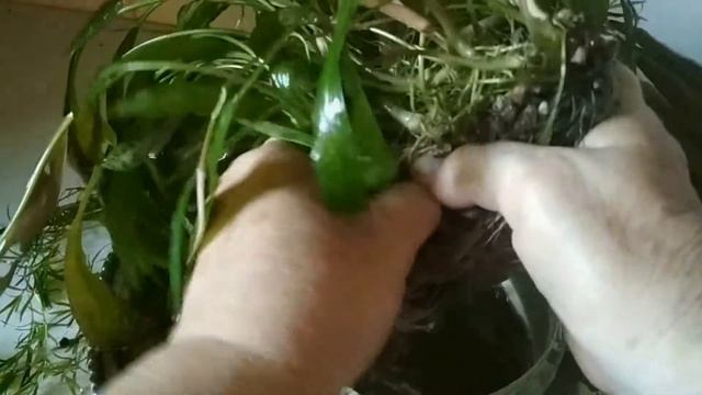 Аквариумные растения. Криптокорина. //Aquarium plants. Cryptocarina.// смотреть онлайн
