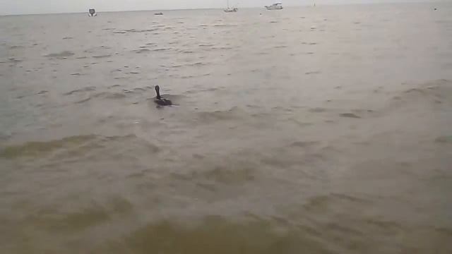 Баклан плавает смотреть онлайн