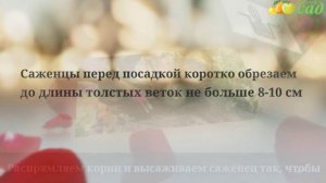 Посадка шиповника - как правильно посадить шиповник