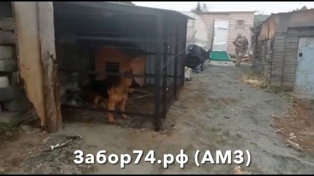 Ворота, пандус и вольер на АМЗ (Челябинск) смотреть онлайн