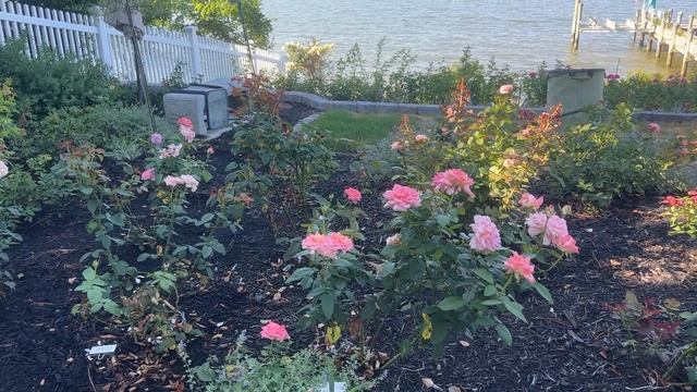 ? Liv Tyler / Comtesse de Provence / Fragrant Rose / Meilland смотреть онлайн