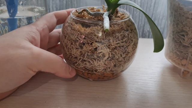 ПОЛИВ ОРХИДЕЙ ВО МХЕ БЫСТРО И ПРОСТО! смотреть онлайн