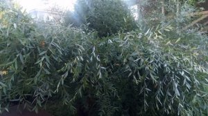 Формирую иву.Придаю ей плакучую форму.