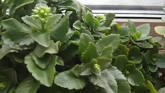 заставим каланхоэ пышно цвести ( часть 2) смотреть онлайн