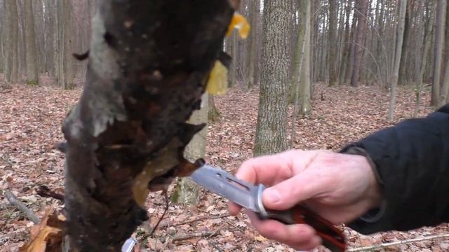 ПОВЕЗЛО✅  ЧУДО Грибы Дрожалка желтая✅  БУЛИНГ? Муж платит мне деньги , чтобы я с ним жила .