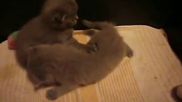 Игривые котята. Шотландские игривые котята. Лучшие котята.