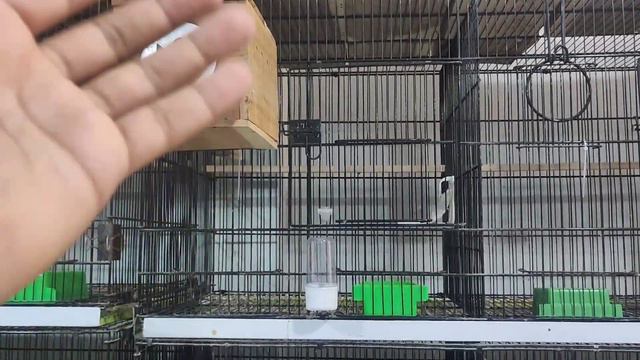 Unravelling The Mystery Of The Optimal Cage Size For A Banglize Finch!