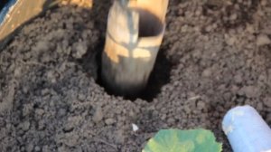 Посадка кабачков. Новый способ!