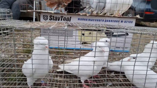 Голуби цены Птичий рынок г Пятигорск-ч1 Pigeons prices Bird market Pyatigorsk-ch1 смотреть онлайн