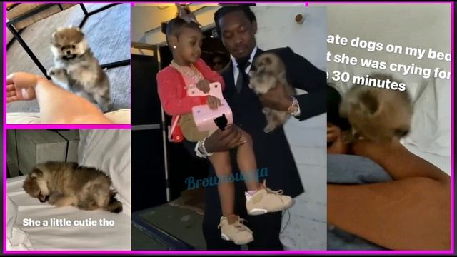 Kulture's Dog that Cardi B & Offset gave her is taking OVER смотреть онлайн