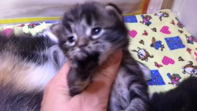 Малыши Лавиния, Лукум и Липа. смотреть онлайн