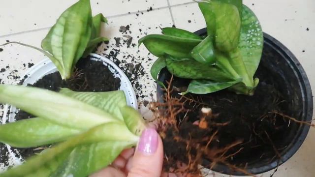 Идеальное растение для создания композиций. Сансиверия смотреть онлайн