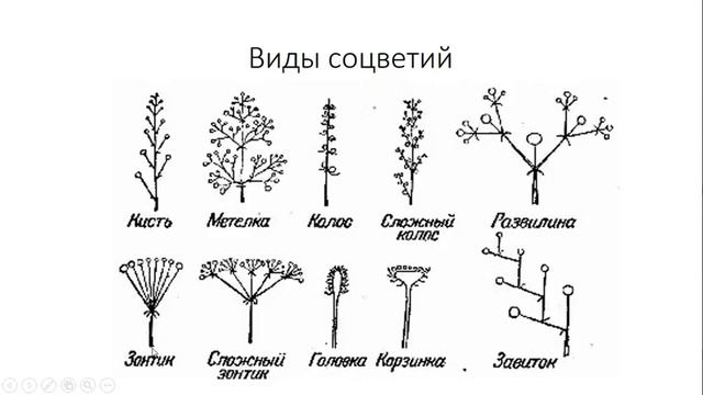 Урок №14 "Соцветие" смотреть онлайн