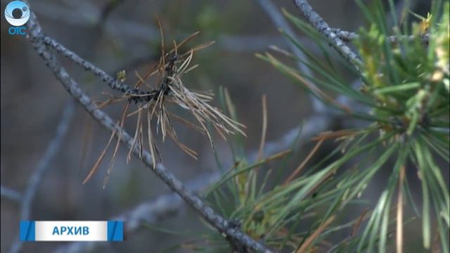 Больше 8 миллиардов рублей инвестируют в развитие лесного хозяйства нашего региона