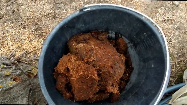 Посадка метельчатой гортензии весной/ Камелия японская смотреть онлайн