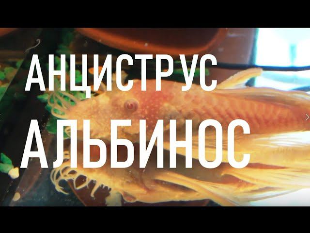 Сом  АНЦИСТРУС АЛЬБИНОС (Ancistrus Dolichopterus Albino)