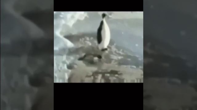 Приколы с домашними животными. ржака смотреть онлайн