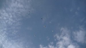 Голуби набирают форму