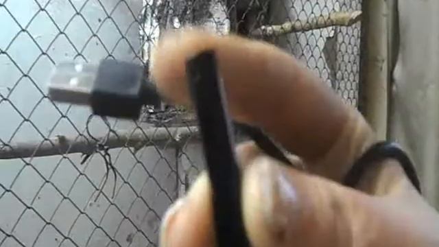 №4 Розовогрудые кольчатые попугаи(встраиваем камеру в дуплянку) смотреть онлайн