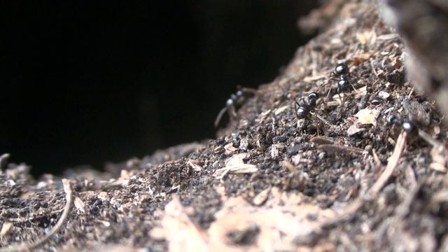 Lasius (Dendrolasius) fuliginosus смотреть онлайн
