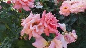 РОЗЫ супер-тройка БОРДЮР АПРИКО Энн Хендерсон ЛЕДИ МАРМЕЛЕЙД