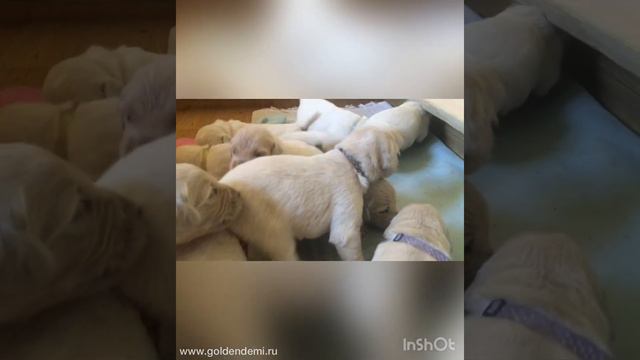Щенкам от Тони и Латты 2 недели 🐶 смотреть онлайн