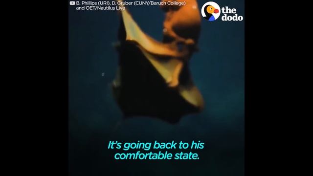 Funny Scientists Freak Out Over Crazy-Looking Sea Animals | The Dodo смотреть онлайн