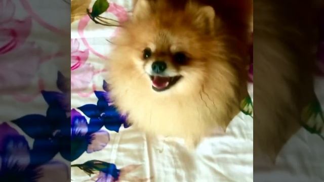 ПОЧЕМУ СОБАКИ КРУТЯТСЯ ВОКРУГ СВОЕЙ ОСИ, КАК ЮЛА? смотреть онлайн