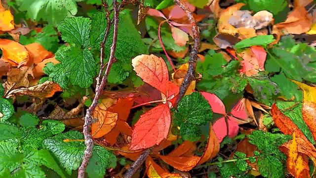Октябрь 2019 смотреть онлайн