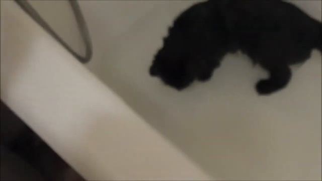 Видео урок . Как искупать кошку?\\\how to bathe a cat? смотреть онлайн